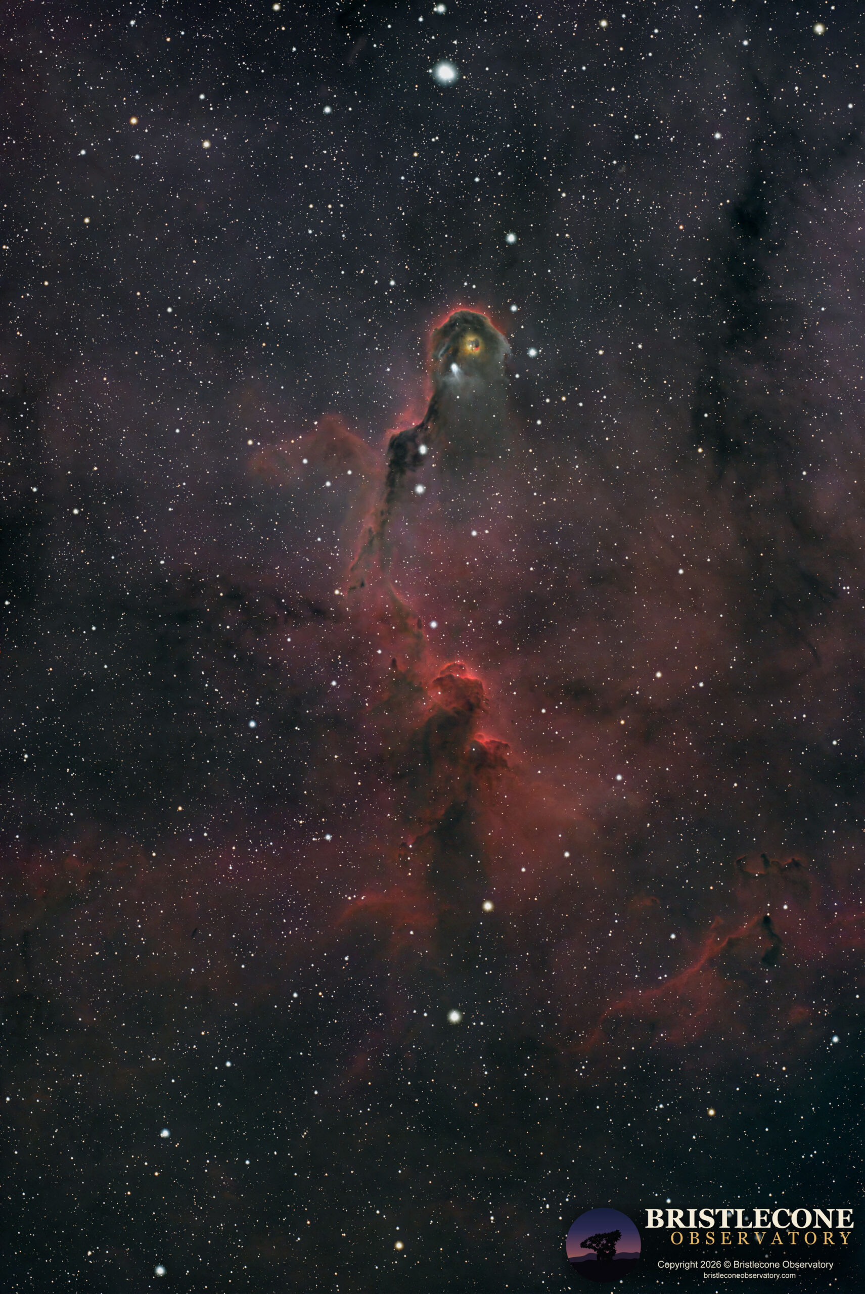 Elephant’s Trunk Nebula